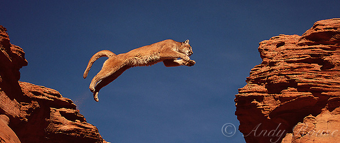 Mountain Lion (Felis concolor) jumping canyon Utah, USA